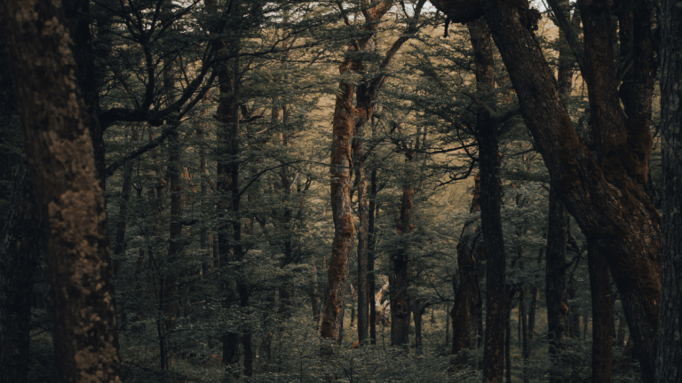 Paslėptos jūsų miško žemės vertės: Neišnaudojamų išteklių potencialo atskleidimas